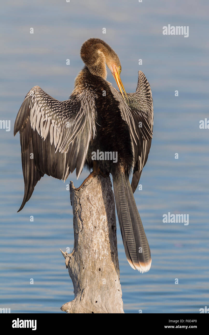 Anhinga (Anhinga anhinga) se lisser les plumes, Floride, Everglades, USA Banque D'Images