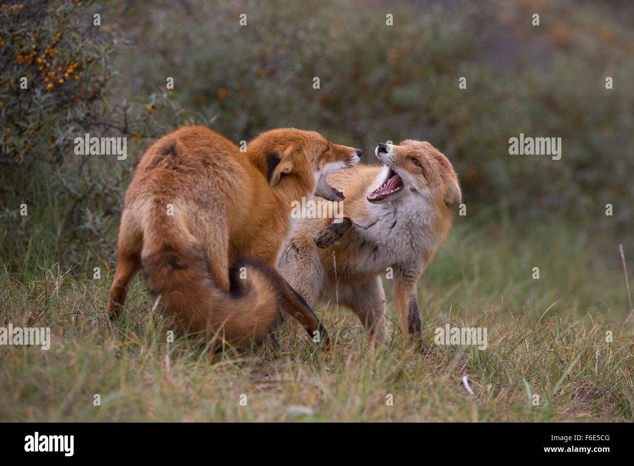 Le renard roux (Vulpes vulpes) renard, deux combats, Hollande du Nord, Pays-Bas Banque D'Images