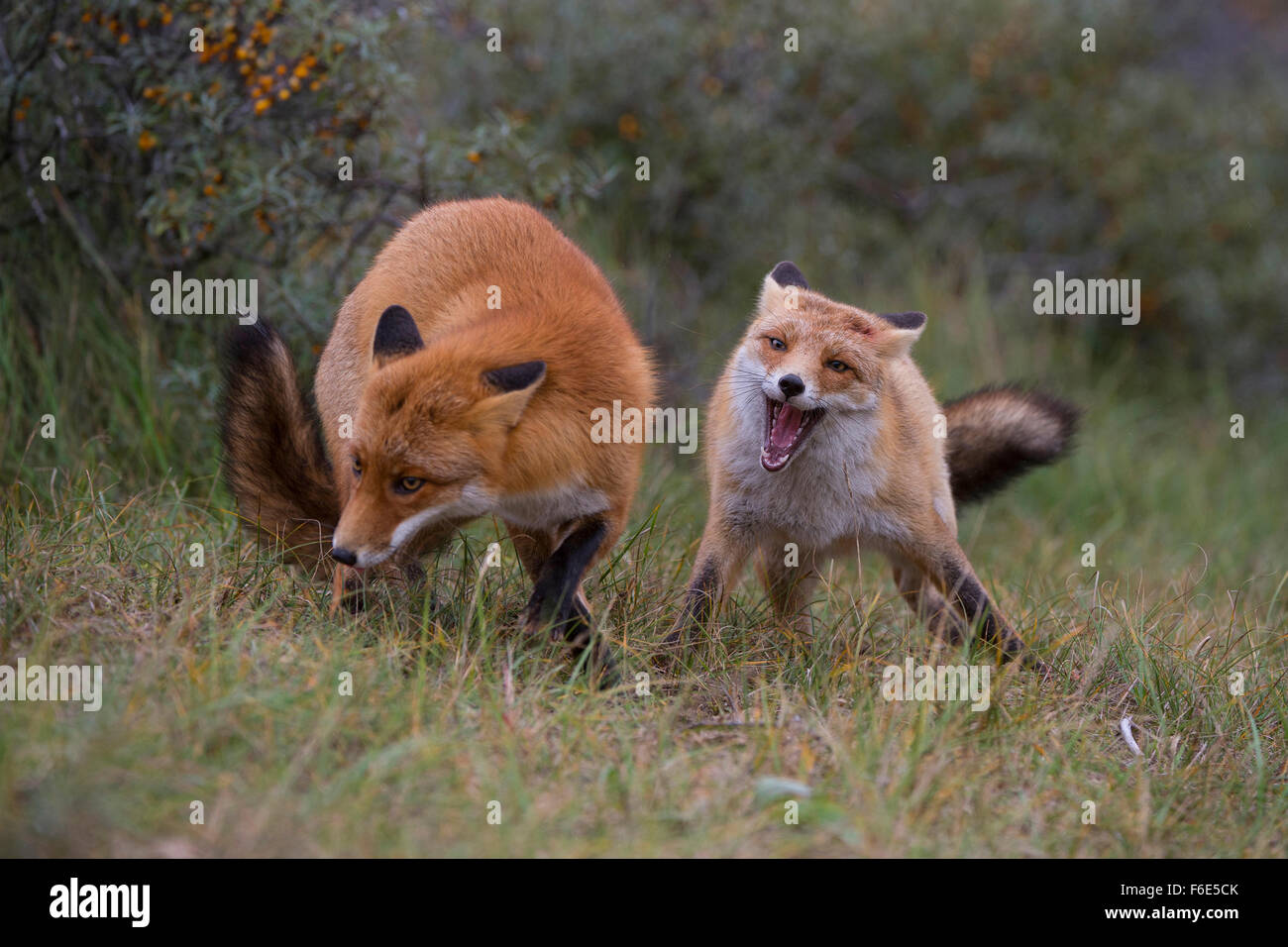 Le renard roux (Vulpes vulpes) renard, deux combats, Hollande du Nord, Pays-Bas Banque D'Images