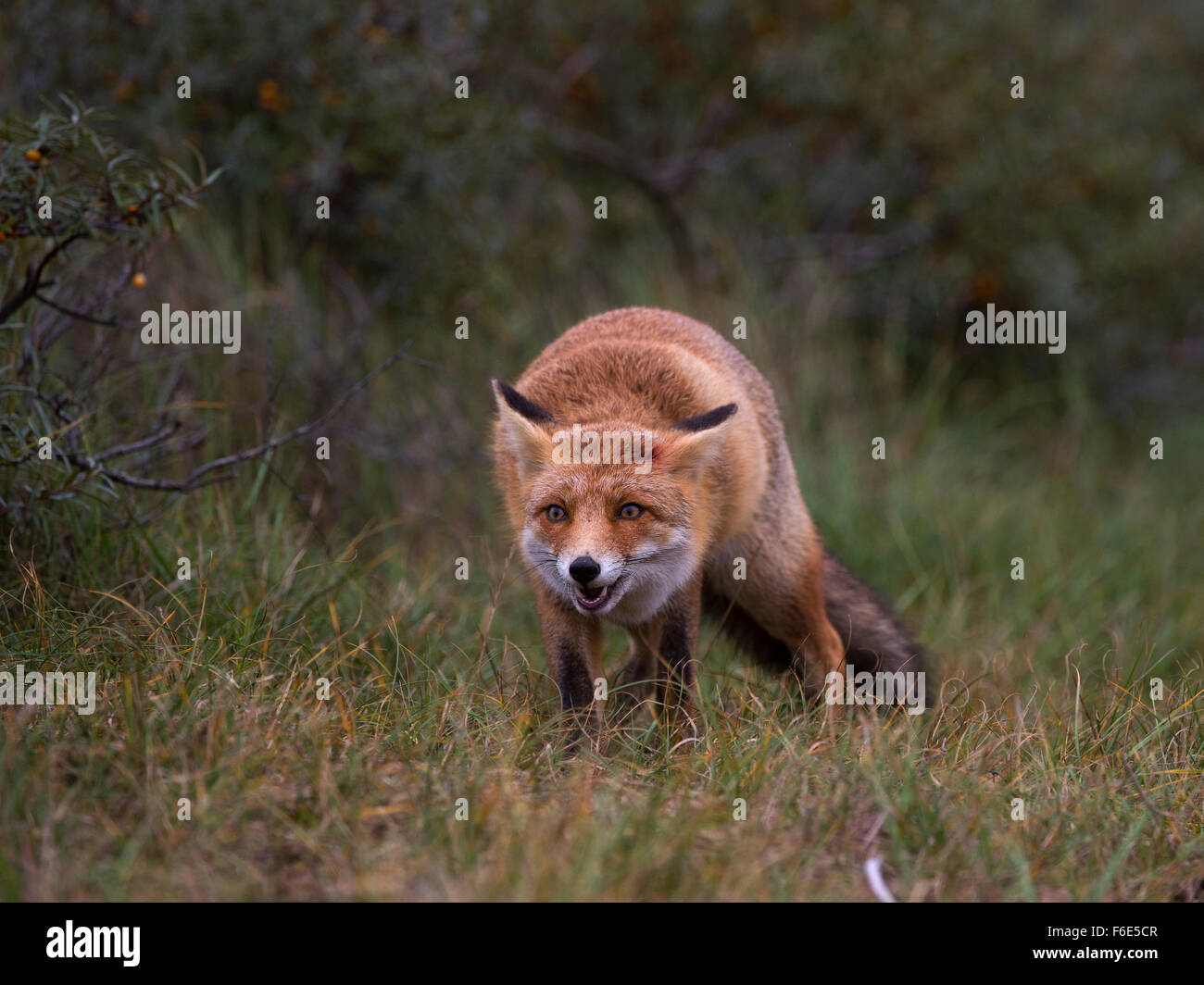 Le renard roux (Vulpes vulpes) sur le vagabondage, Hollande du Nord, Pays-Bas Banque D'Images