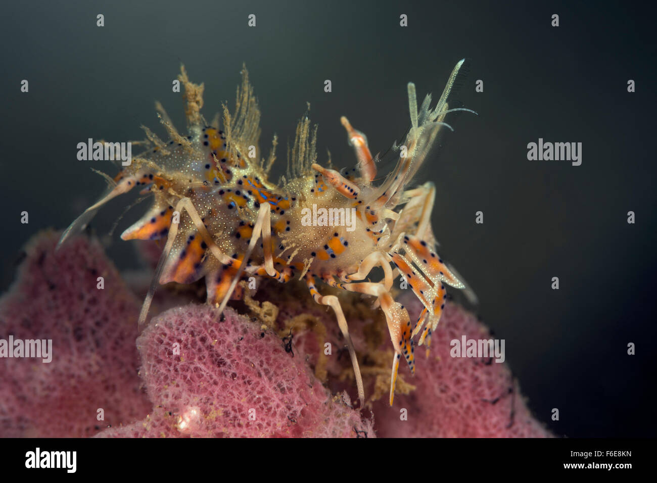 Crevettes tigrées, Phyllognathia ceratophthalma, Sumbawa, Indonésie Banque D'Images