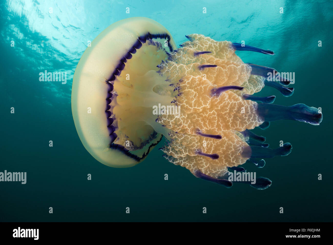 Méduse Rhizostome Rhizostoma pulmo,, Piran, Slovénie Banque D'Images
