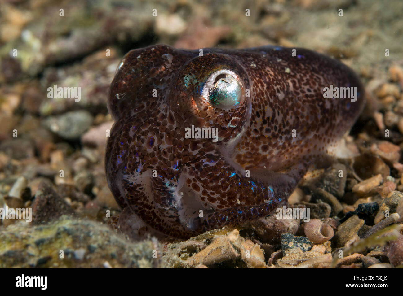 Sepietta oweniana, Seiche Sepiola, Piran, Slovénie Banque D'Images