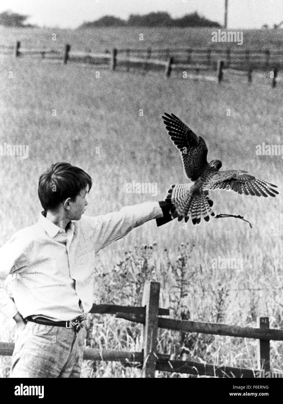 DATE DE SORTIE : Juin 19th, 1970. Titre du film : kes. STUDIO : MGM. PLOT : d'intimidation à l'école et ignorés et bafoués à la maison par sa mère indifférente et son frère aîné, Billy Casper, un 15-year-old boy Yorkshire de la classe ouvrière, apprivoise et forme son animal falcon kestrel qui il kes noms. Aidé et encouragé par son professeur de français M. Farthing et ses camarades de classe, Billy trouve enfin un but positif de son existence malheureuse, jusqu'à ce que la tragédie frappe. Sur la photo : DAVID BRADLEY comme Billy. Banque D'Images