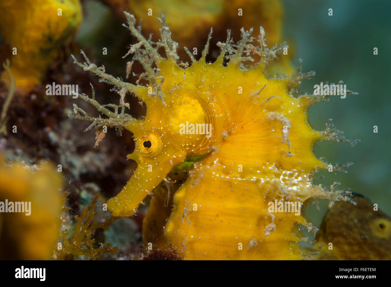 Les hippocampes Hippocampus ramulosus snouted,, 328, Croatie Banque D'Images