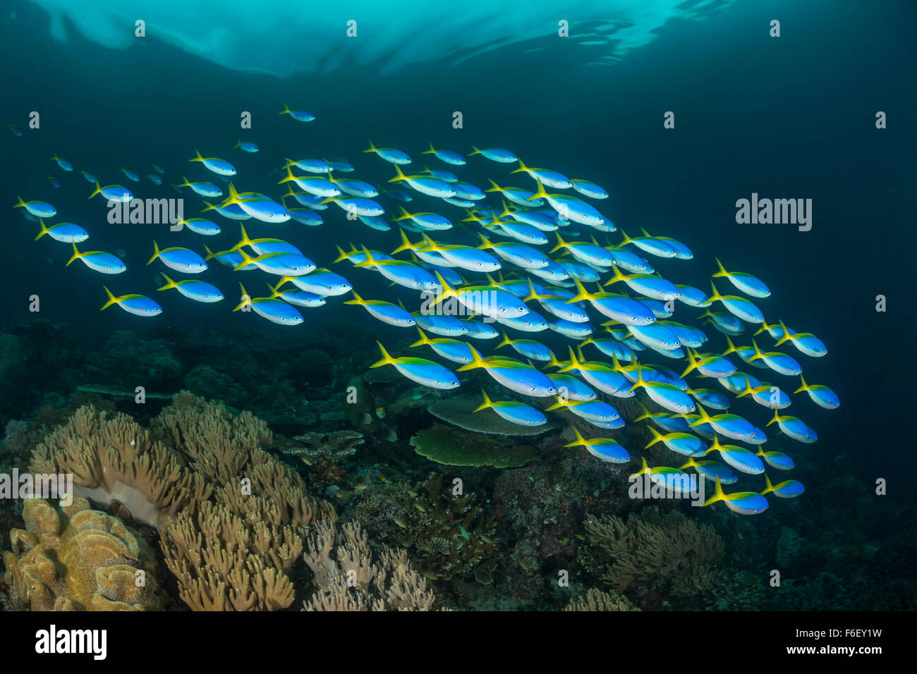 Yellowback Shaol de fusiliers, Caesio teres, Raja Ampat, Indonésie Banque D'Images