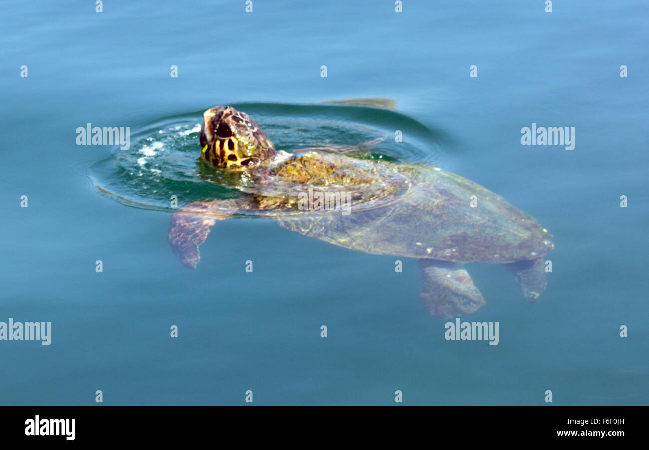 Des tortues caouannes à Argostoli. Banque D'Images