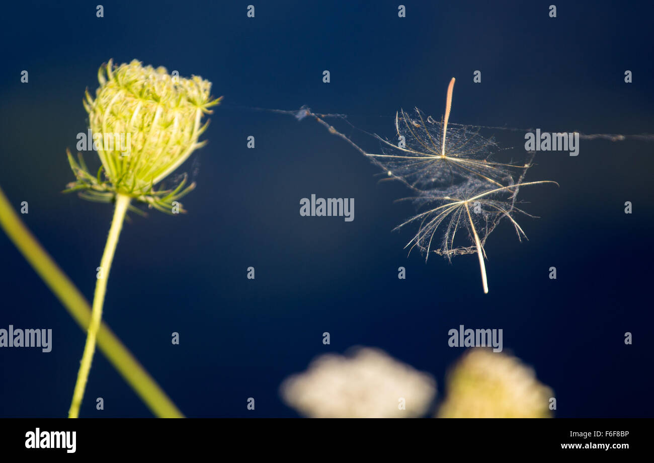 Têtes de graine pris dans web spiders Banque D'Images