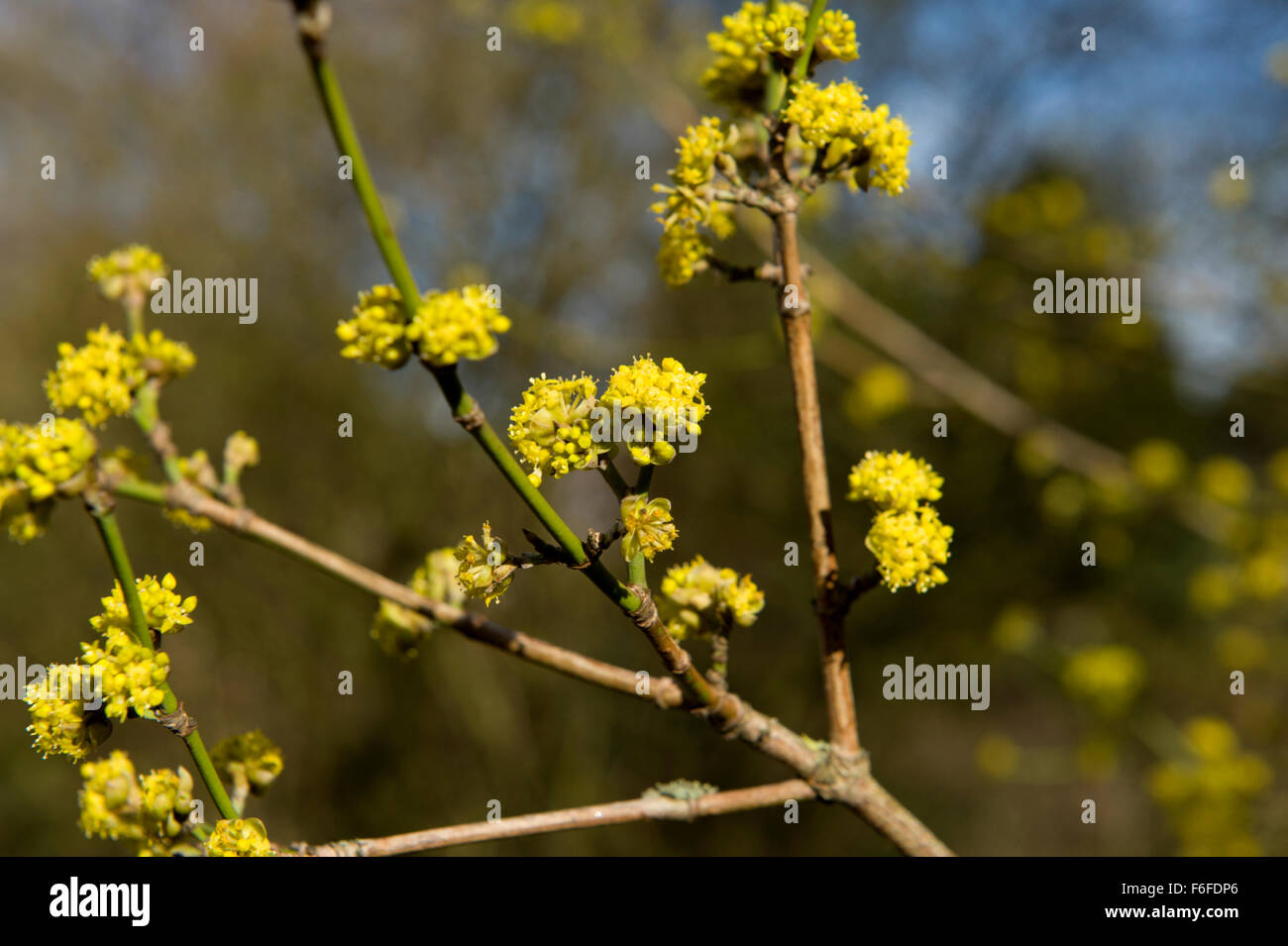 Des boutons de fleurs jaune vif sur un arbuste dans le jardin botanique d'Édimbourg Banque D'Images