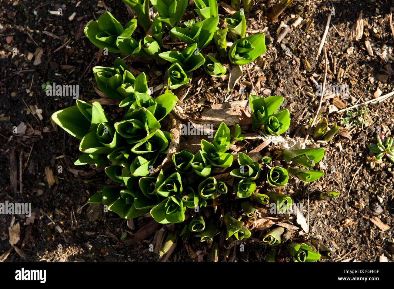 Les premiers bourgeons apparaissant d'une touffe de Lysichiton americanum ou choux du jardin botanique d'Édimbourg Banque D'Images