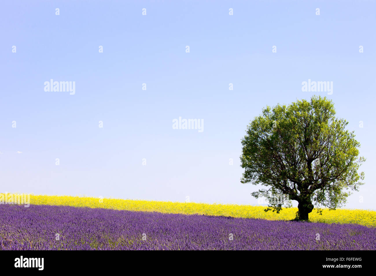 Lavande et fleurs jaunes fleurs de champ et d'un seul arbre. Valensole, Provence, France, Europe. Banque D'Images