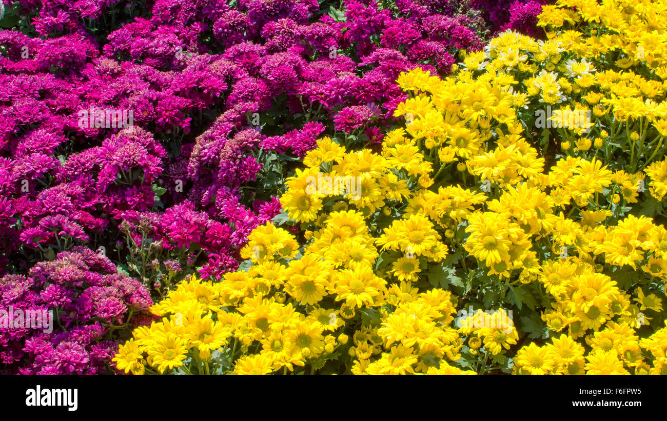 Portent de belles fleurs Banque D'Images