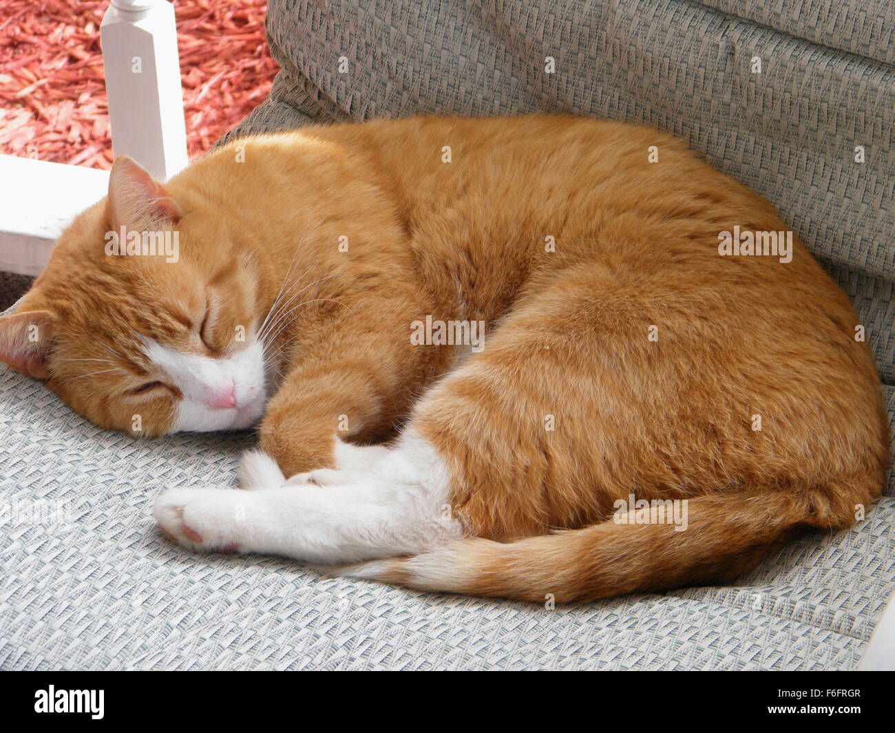 Chat tigré Orange sieste dans une chaise de patio dans l'après-midi. Banque D'Images