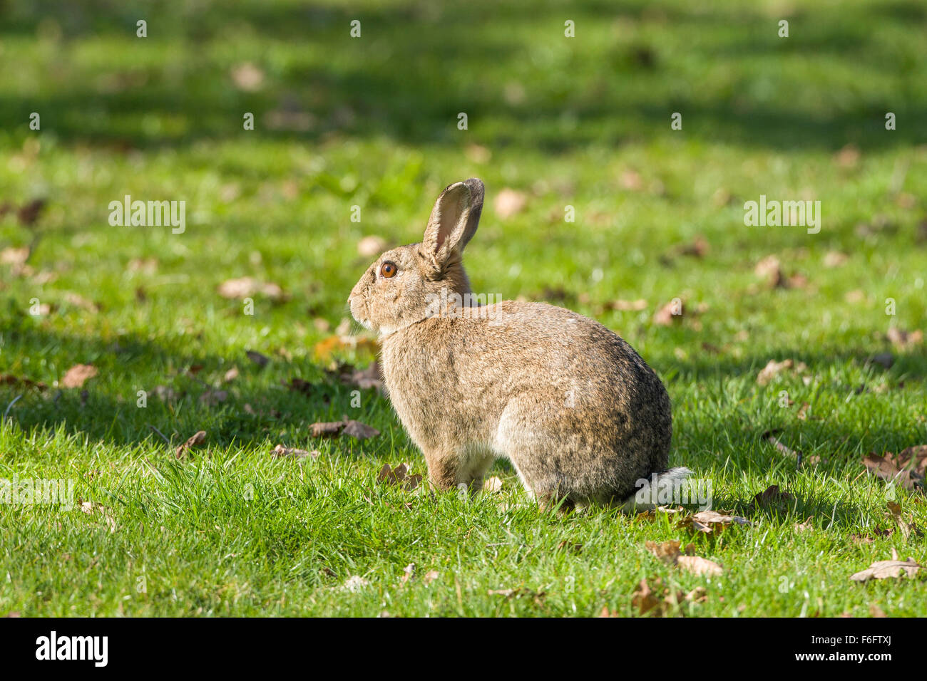 Lapin sur jardin pelouse - Orytolagus cuniculus Banque D'Images