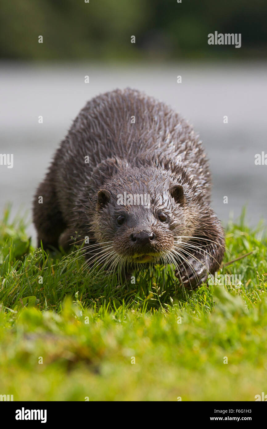 Femme Sauvage Otter sur voyage de loch écossais (Lutra lutra) Banque D'Images