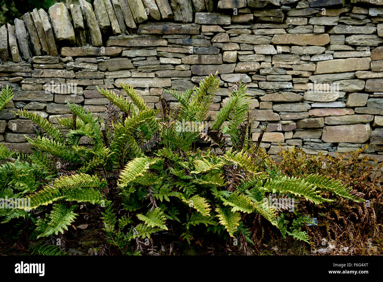 Fougères plantés en face de l'ardoise mur en pierre sèche créer une frontière jardin décoratif Banque D'Images