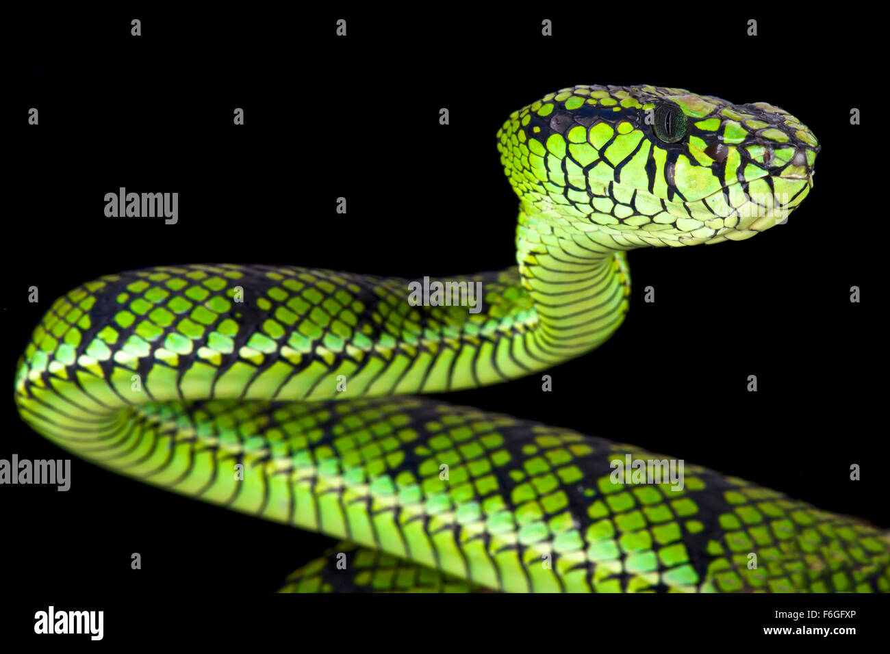 Sumatra Pit Viper (Parias sumatranus) Banque D'Images