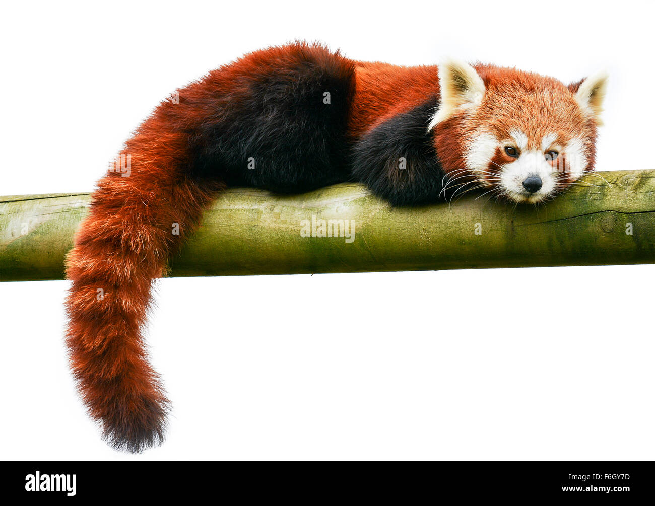 Le panda rouge sur un fond blanc peut être utilisé comme logo. copier l'espace. Banque D'Images