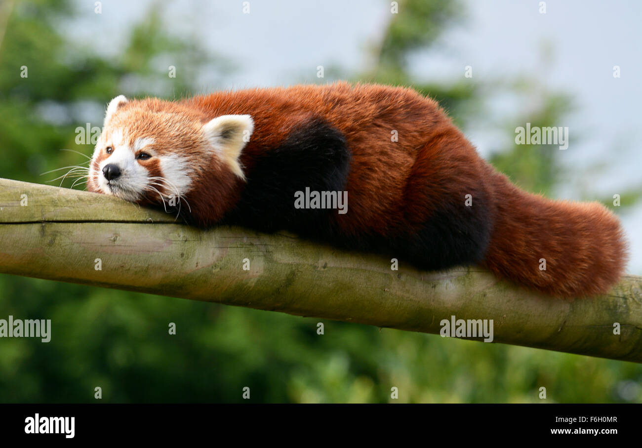 Le panda rouge se détendre au soleil Banque D'Images