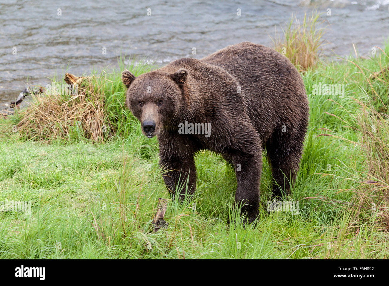 Ours brun (Ursus arctos horribilis) looking at camera at Brooks Falls dans Katmai National Park, Alaska Banque D'Images