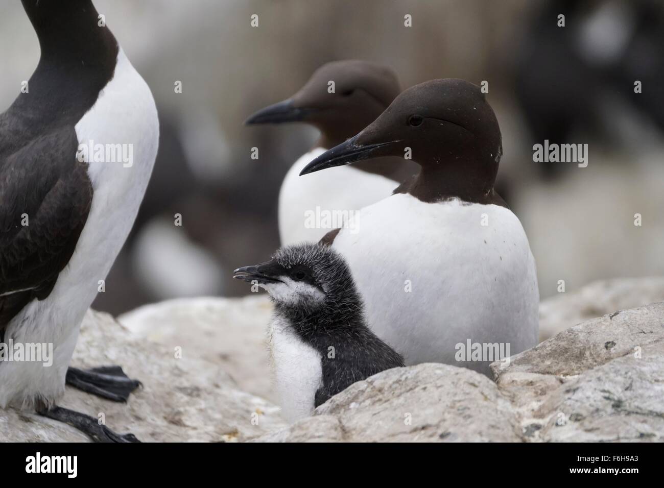 Les Guillemots avec chick au milieu de leur colonie de reproduction dans les îles Farne, Northumberland, England, UK Banque D'Images