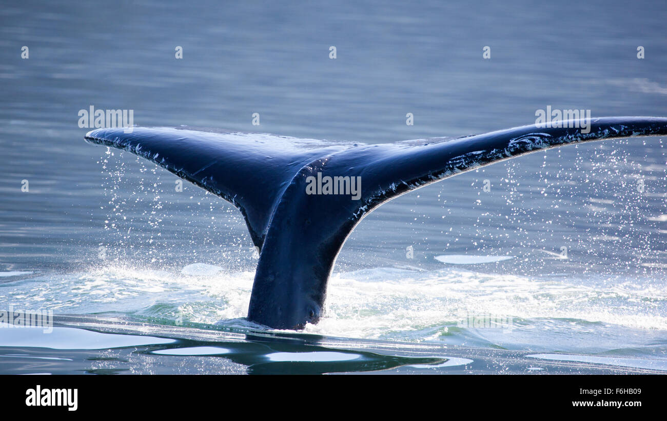Baleine à bosse (Megaptera novaeangliae) queue, Juneau, Alaska Banque D'Images