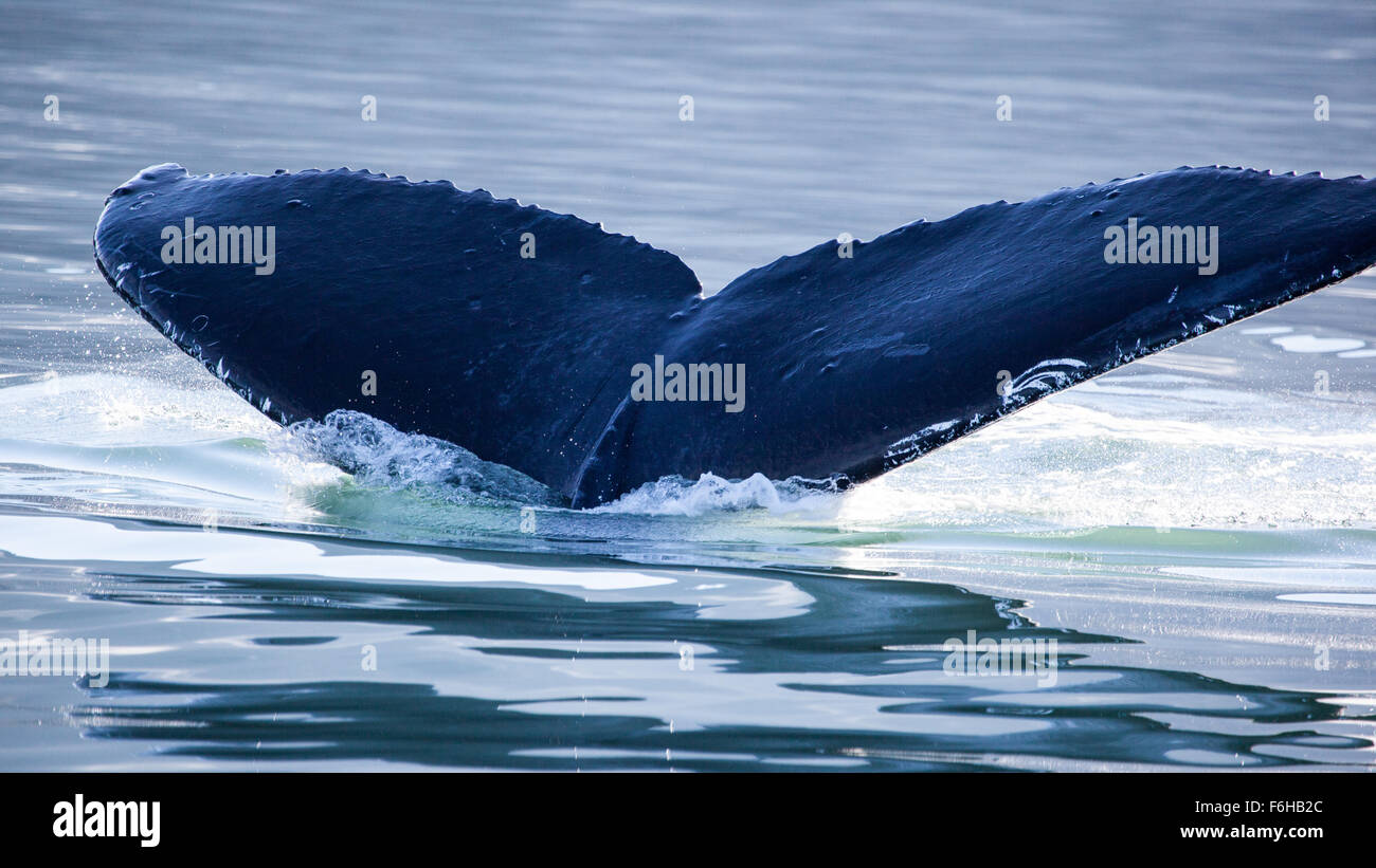 Queue de baleine à bosse, Juneau, Alaska Banque D'Images
