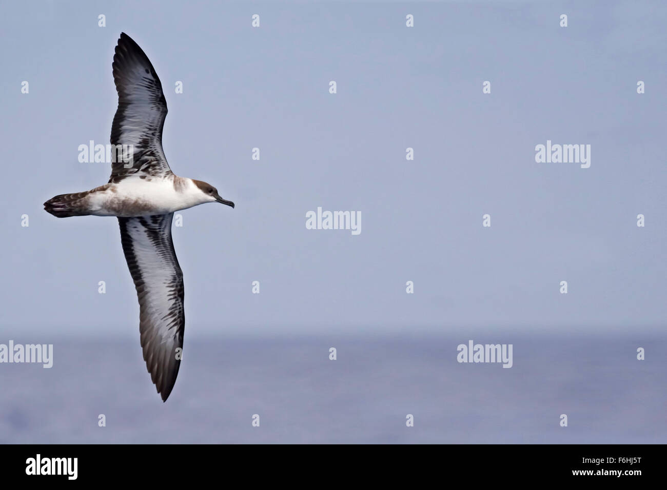 Great Shearwater, Ardenna gravis avec ailes propagation Banque D'Images