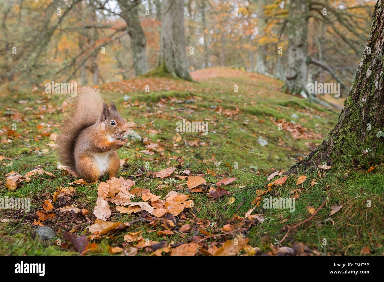 L'Écureuil roux (Sciurus vulgaris) sur la photo de manger une noix dans une forêt dans le Parc National de Cairngorms, en Écosse. Banque D'Images