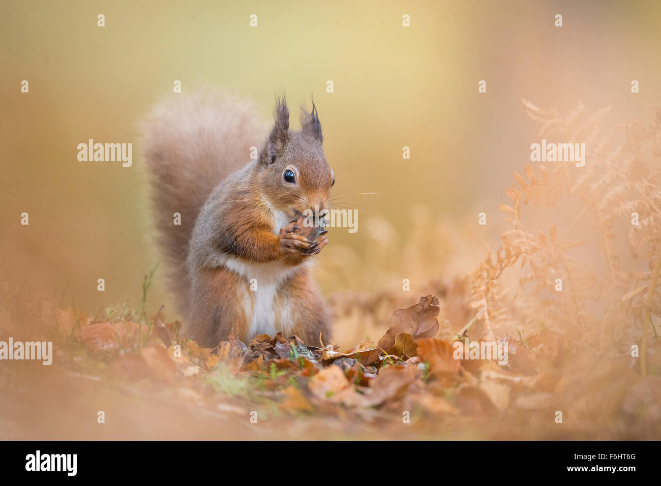 L'Écureuil roux (Sciurus vulgaris) sur la photo de manger une noix dans une forêt dans le Parc National de Cairngorms, en Écosse. Banque D'Images