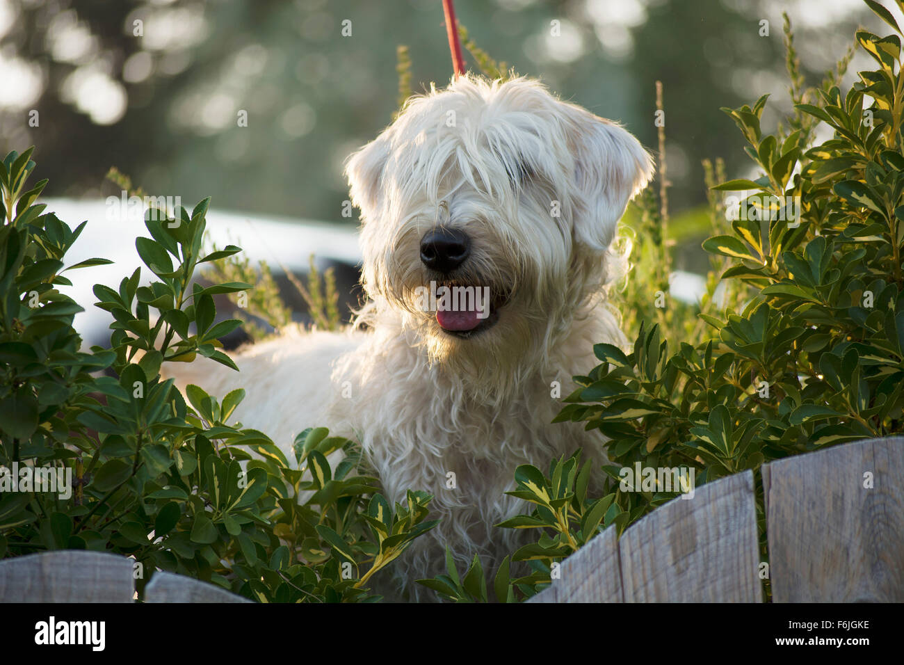 Le Soft-Coated Wheaten Terrier est un chien de race pure provenant de l'Irlande. Les quatre variétés sont : manteau irlandais traditionnels Banque D'Images