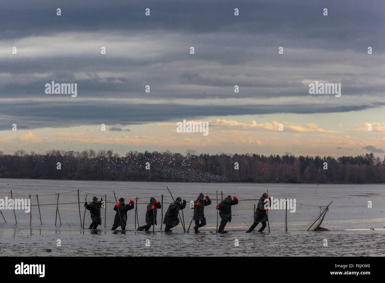 Les pêcheurs de carpe tirent net récolte traditionnelle de carpe tchèque Pond Bosilec. Bohême du Sud, République tchèque Banque D'Images