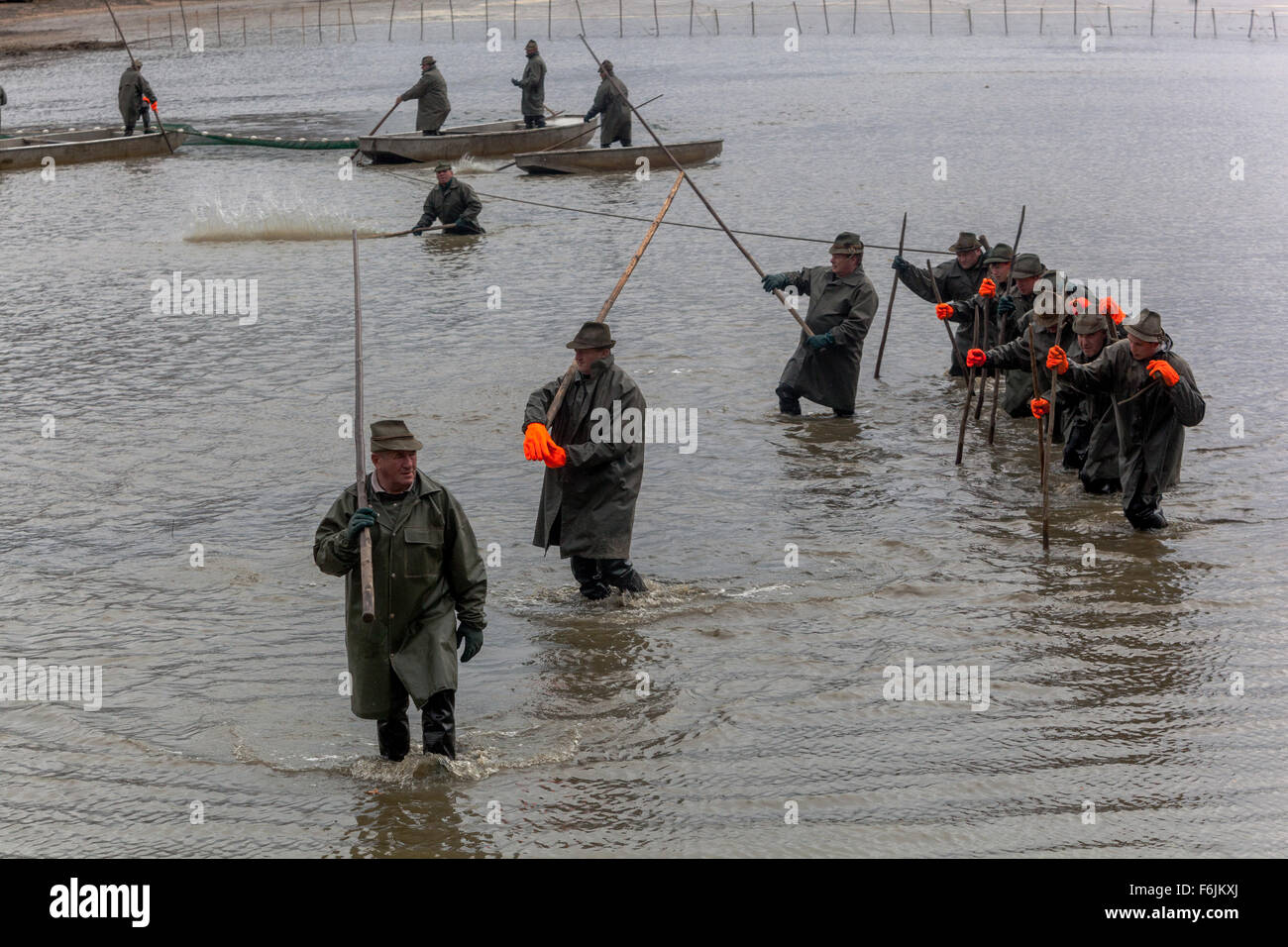 Filets de pêcheurs tirant les récoltes traditionnelles de l'étang des carpes tchèque. Bosilec La Bohême du Sud, République Tchèque Banque D'Images Filets de pêcheurs tirant les récoltes traditionnelles de l'étang des carpes tchèque. Bosilec La Bohême du Sud, République Tchèque Banque D'Images