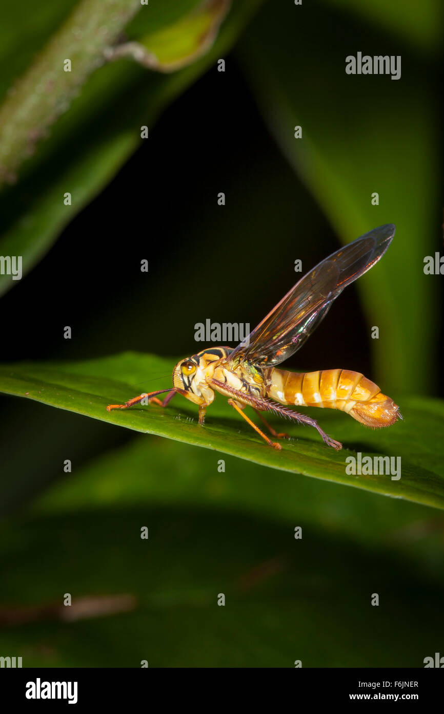 Que la cicadelle ressemble fortement à une guêpe. C'est un fantastique exemple de Batesian mimétisme. Banque D'Images