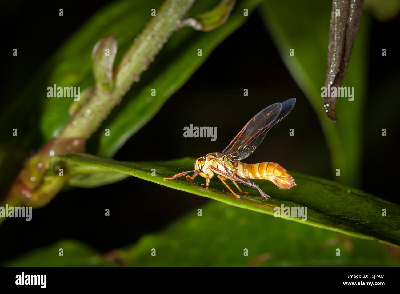 Que la cicadelle ressemble fortement à une guêpe. C'est un fantastique exemple de Batesian mimétisme. Banque D'Images