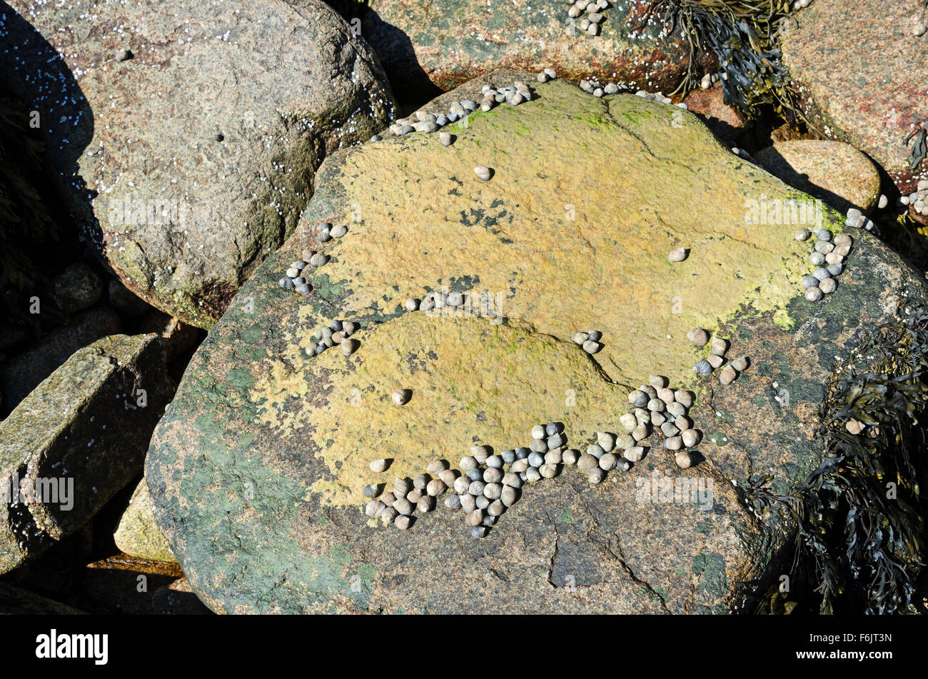 Manger des bigorneaux communs un patch d'algues marines (pb. Ulothrix laetevirens), loutre Cove, l'Acadia National Park, Maine. Banque D'Images