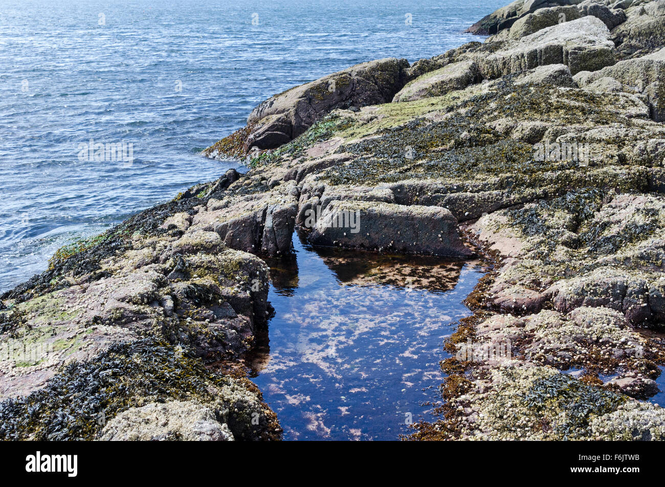 Fucus et les balanes couvrir de granit rose autour d'un bassin de marée dans la région de Otter Cove, l'Acadia National Park, Maine. Banque D'Images