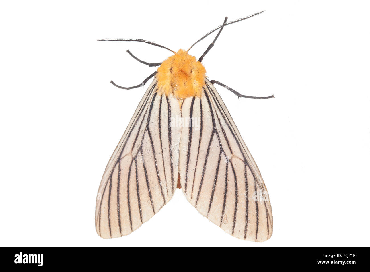 Un jaune, noir et blanc papillon photographié dans les forêts tropicales de l'Équateur. Photographié sur un fond blanc. Banque D'Images