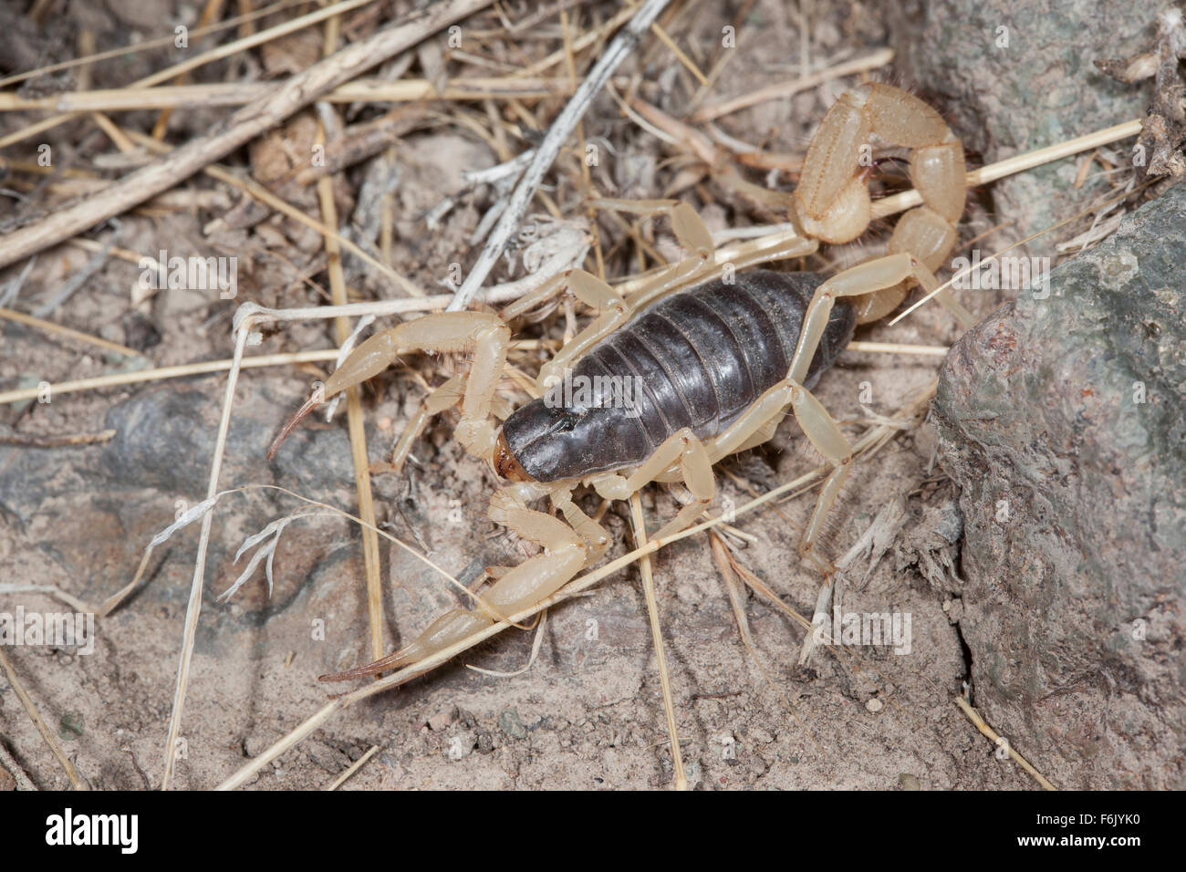 Hairy désert (scorpion Hadrurus spadice) dans l'Est de l'Oregon, USA. Banque D'Images