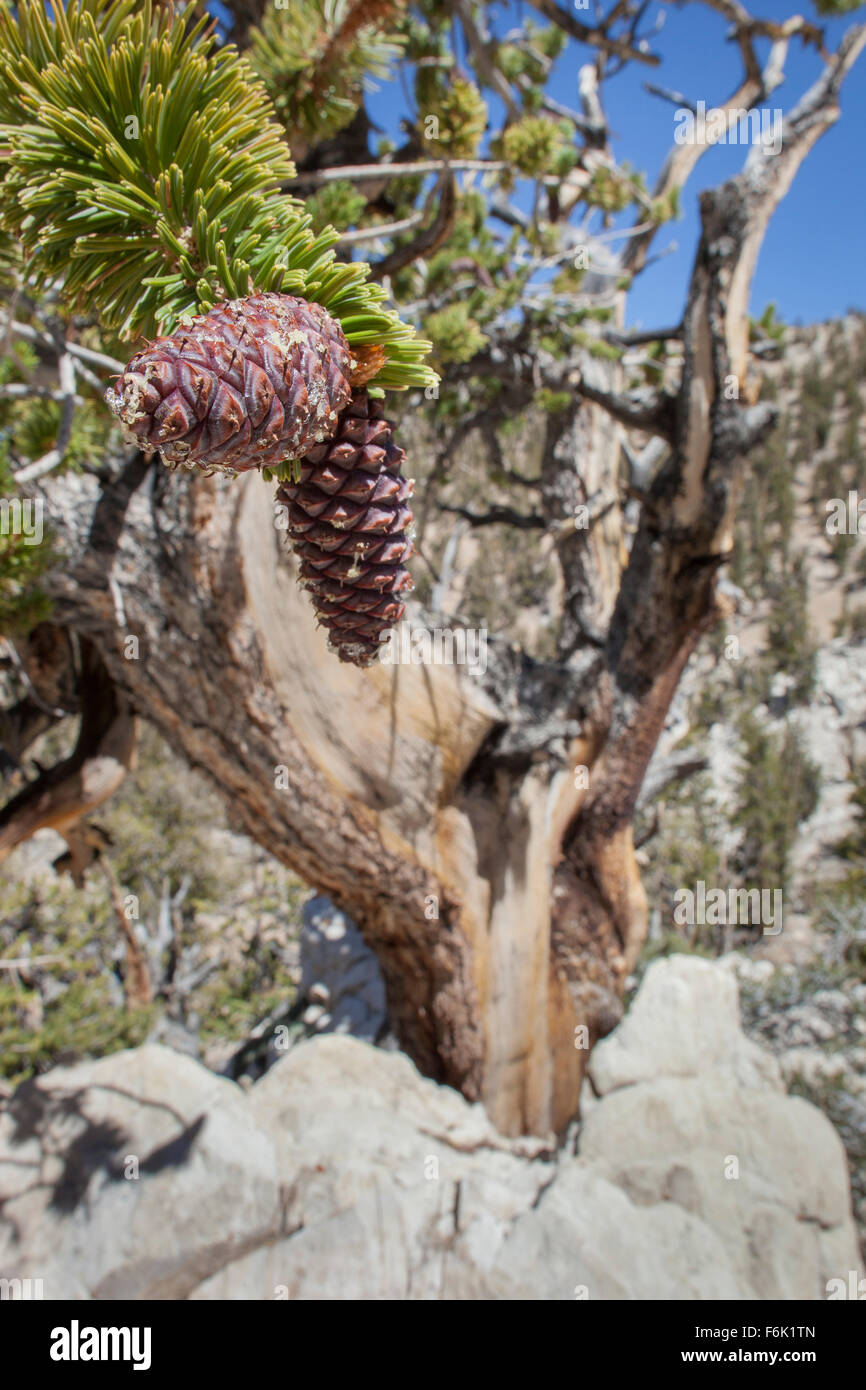 Cônes Piine d'un ancien bristlecone arbre. Ancient Bristlecone Pine Forest, Californie, USA. Banque D'Images