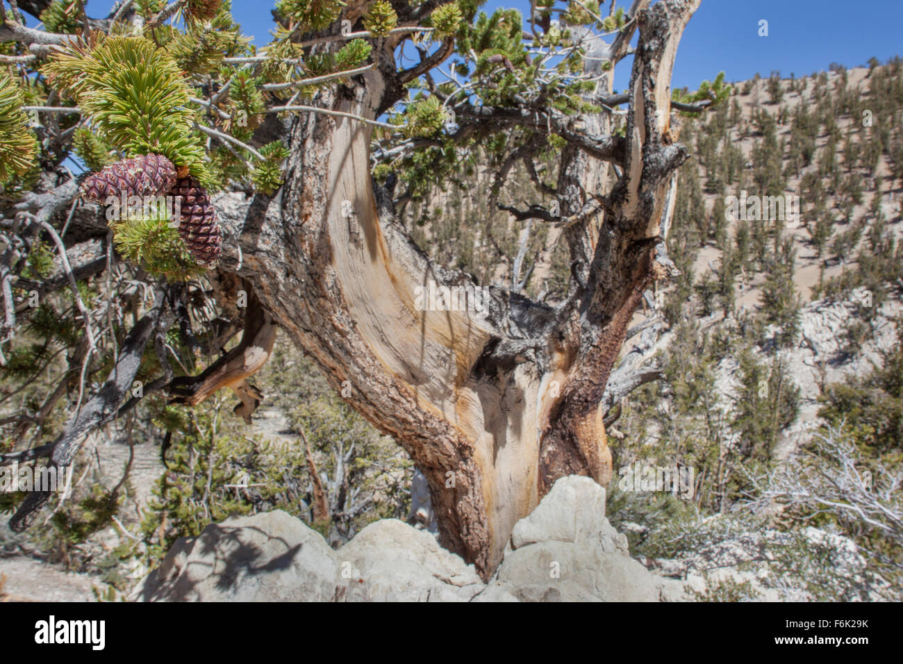 Cônes Piine d'un ancien bristlecone arbre. Ancient Bristlecone Pine Forest, Californie, USA. Banque D'Images