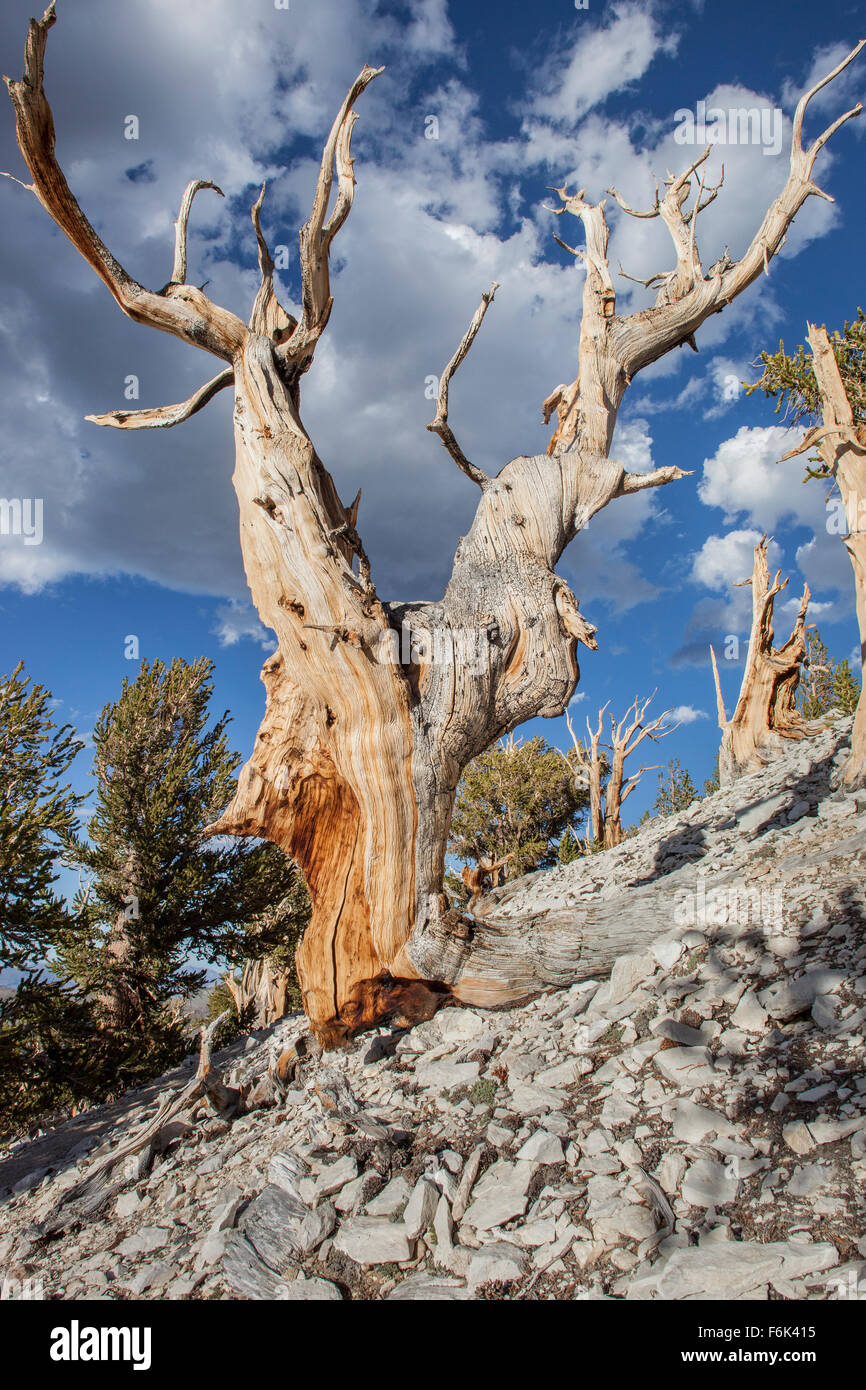 Ancient Bristlecone Pine Tree. Grove, ancien Patriarche Bristlecone Pine Forest, Californie, USA. Banque D'Images