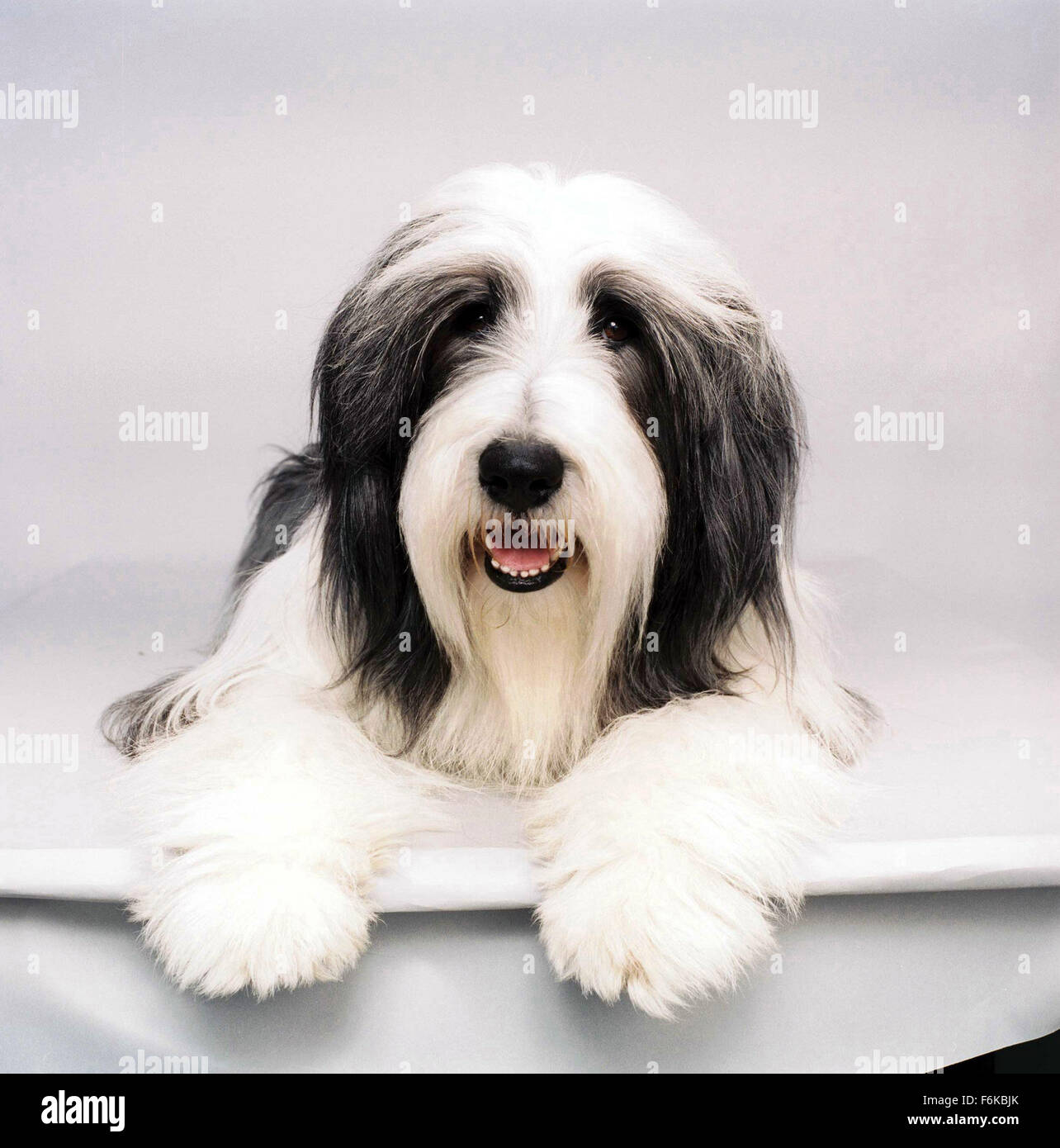 DATE DE SORTIE : Mars 10, 2006. Titre du film : The Shaggy Dog. STUDIO : Walt Disney Pictures. Résumé : Un homme tente de vivre une vie normale malgré le fait qu'il se transforme en un chien de berger. Sur la photo : . Banque D'Images