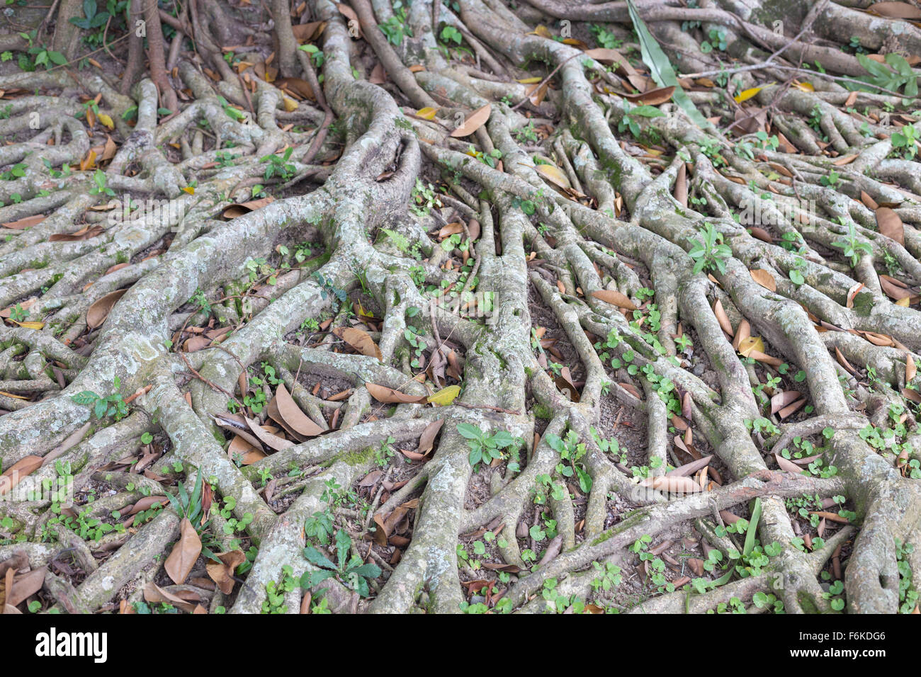 Banyan Tree roots, Bali, Indonésie Banque D'Images