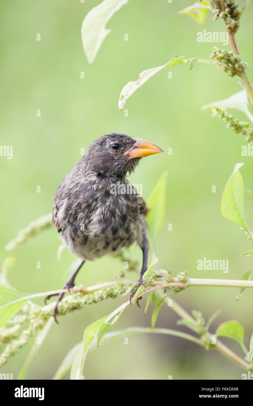 Cactus des Galapagos finch (Geospiza scandens intermedia). Banque D'Images