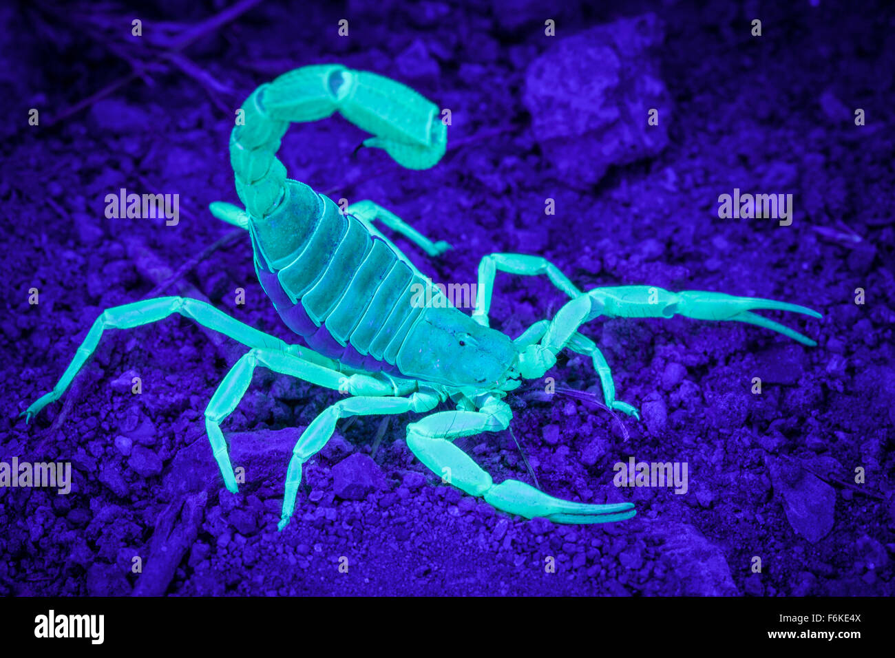 Hairy désert (scorpion Hadrurus spadice) dans l'Est de l'Oregon, USA, Fluorescent sous lumière uv. Banque D'Images