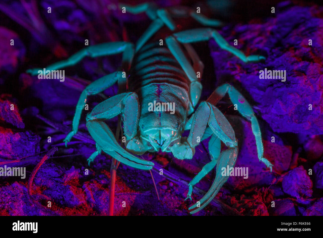 Hairy désert (scorpion Hadrurus spadice) dans l'Est de l'Oregon, USA, Fluorescent sous lumière uv. Banque D'Images