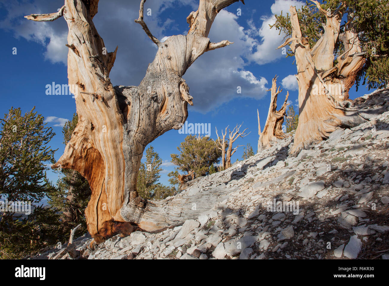 Ancient bristlecone pine trees. Grove, ancien Patriarche Bristlecone Pine Forest, Californie, USA. Banque D'Images