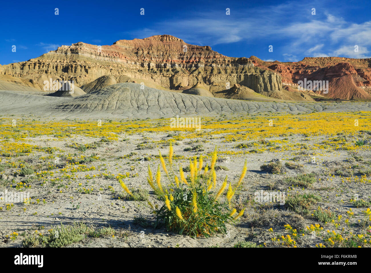 Fleurs sauvages ci-dessous près de big bad-lands de l'Utah, de l'eau Banque D'Images