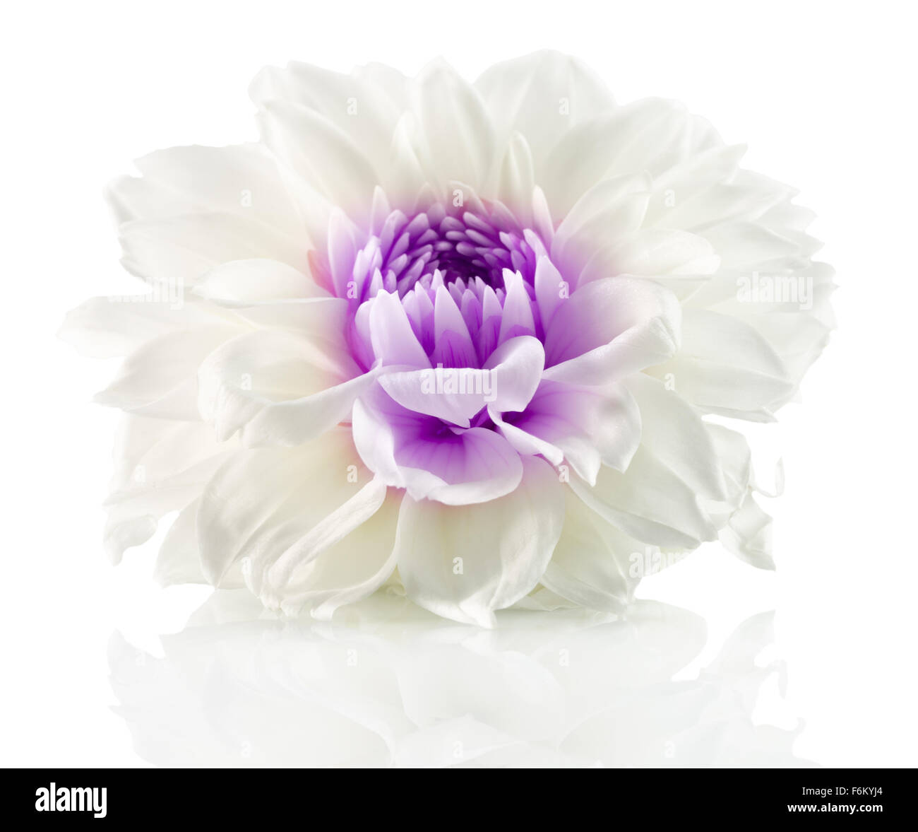 Fleur blanche avec centre pourpre isolé sur le fond blanc. Banque D'Images